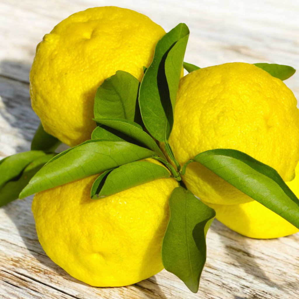 Citron Nice Cote Azur France - Maison Duffour UAE Gourmet Food Store Dubai